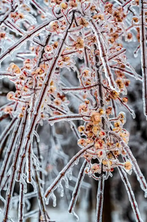 镶在冰里的鲜花 植物 冬天 花 植物 季节 雪 鲜花 大自然 特写 冬季