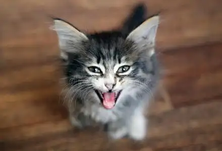 猫叫迷人的小的小猫猫叫和调用为帮助照片