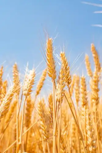 成熟的小麦在麦田里闪烁着金色的麦浪