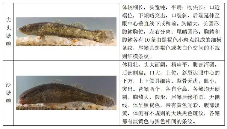 黄笋壳鱼黄,杂笋壳鱼黑,为何还有不黄不黑的?