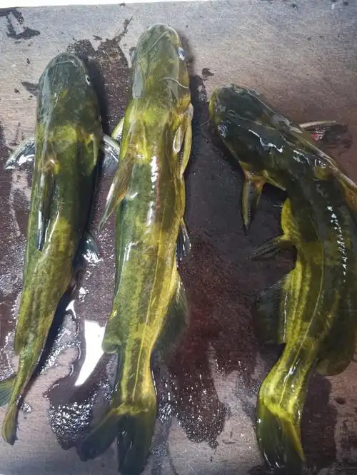 黄丫角真的好嫩啊