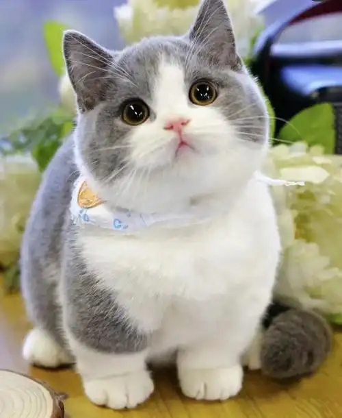 这样的蓝白曼基太好看了云吸猫