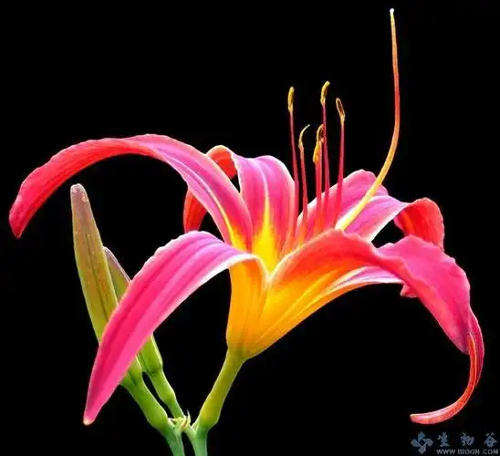 那些年,仙剑三里的中草药