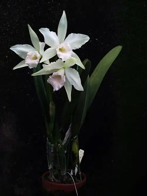 番茄兰花卡特兰卡特原种婆婆雅韵白婆婆处女virginalis时令草本花卉