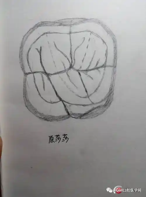 随手画的再来一遍(还是丑)是不是很帅气接下来就算是下颌第一前磨牙了
