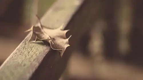 秋季唯美落叶枫红高清桌面壁纸