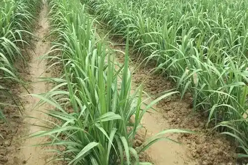 利用甘蔗无效分蘖育苗移裁可降低成本 - 种植技术 - 帮农网