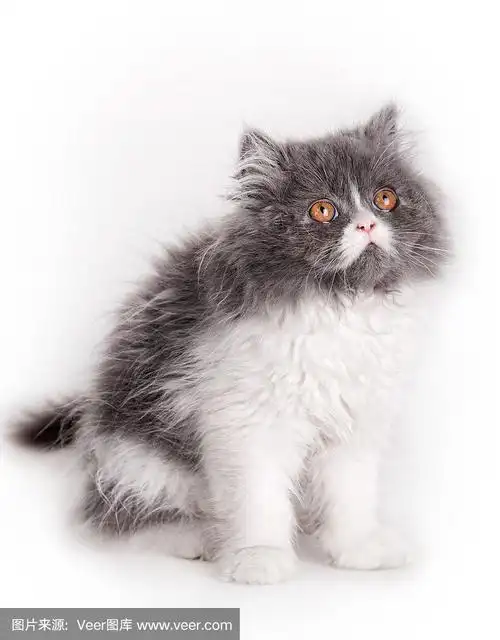 小猫,波斯猫,垂直画幅,灰色,家畜