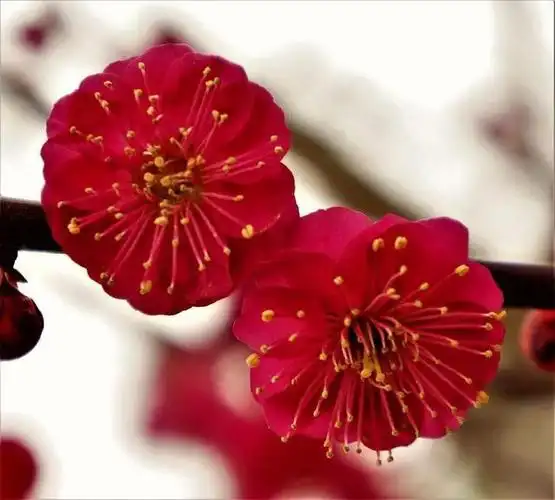 红红火火朱砂梅|梅花|雅莹|就是我|寒风_网易订阅