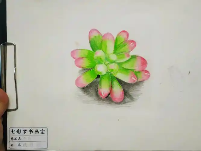 彩铅绘画多肉植物