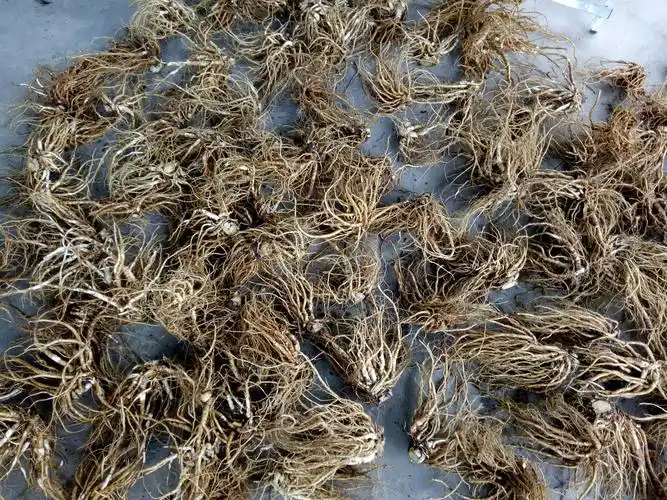 今年四川特级新鲜野生当归500g包邮深山采挖当归