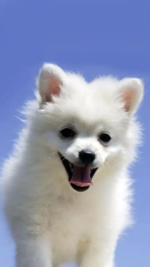 可爱萌宠喵星人卖萌宠物手机壁纸免费下载