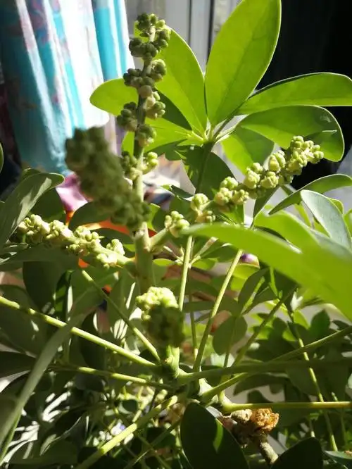 金钱树开花图片(金钱树开花图片欣赏)_植物知识网