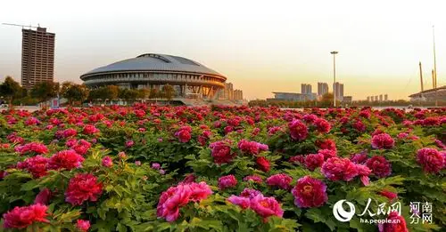 绽放国色天香 第34届中国洛阳牡丹文化节4月5日开幕 - 洛阳城事 - 大