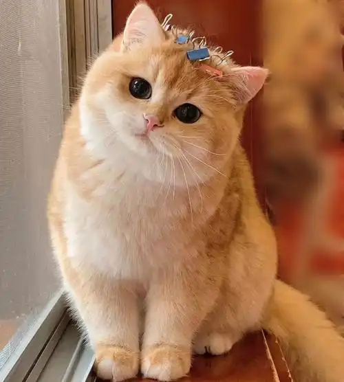 纯种英国短毛猫金渐层英短幼猫蓝金活体赛级猫咪