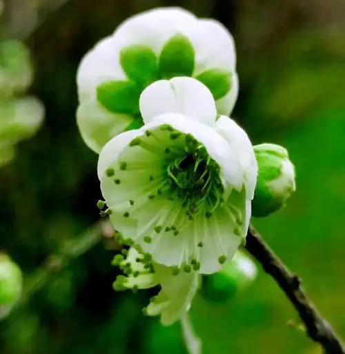 绿梅～梅花中的佼佼者.因萼绿花白,小枝青绿而得名