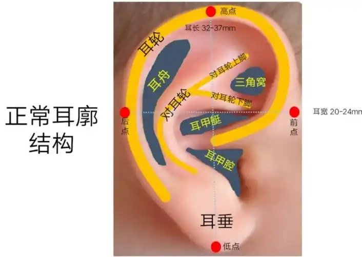 一,正常外耳形状既往发现了新生儿耳廓形态异常,只能观察,没有好办法.