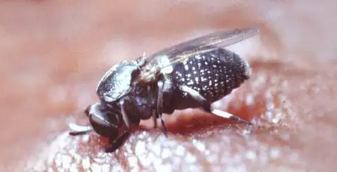 吸血的憎蚋,图片来自nhm.ac.uk