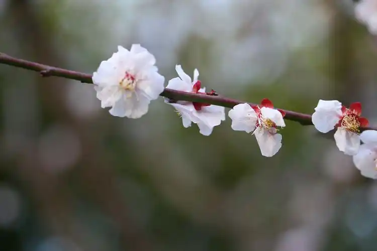 古猗园杏梅争艳添春暖