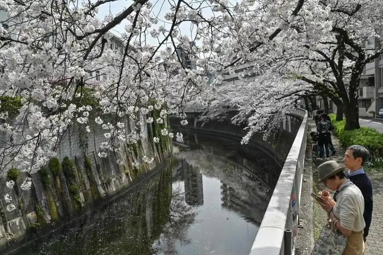 新华社/法新4月7日,在日本东京,人们经过盛开的樱花.