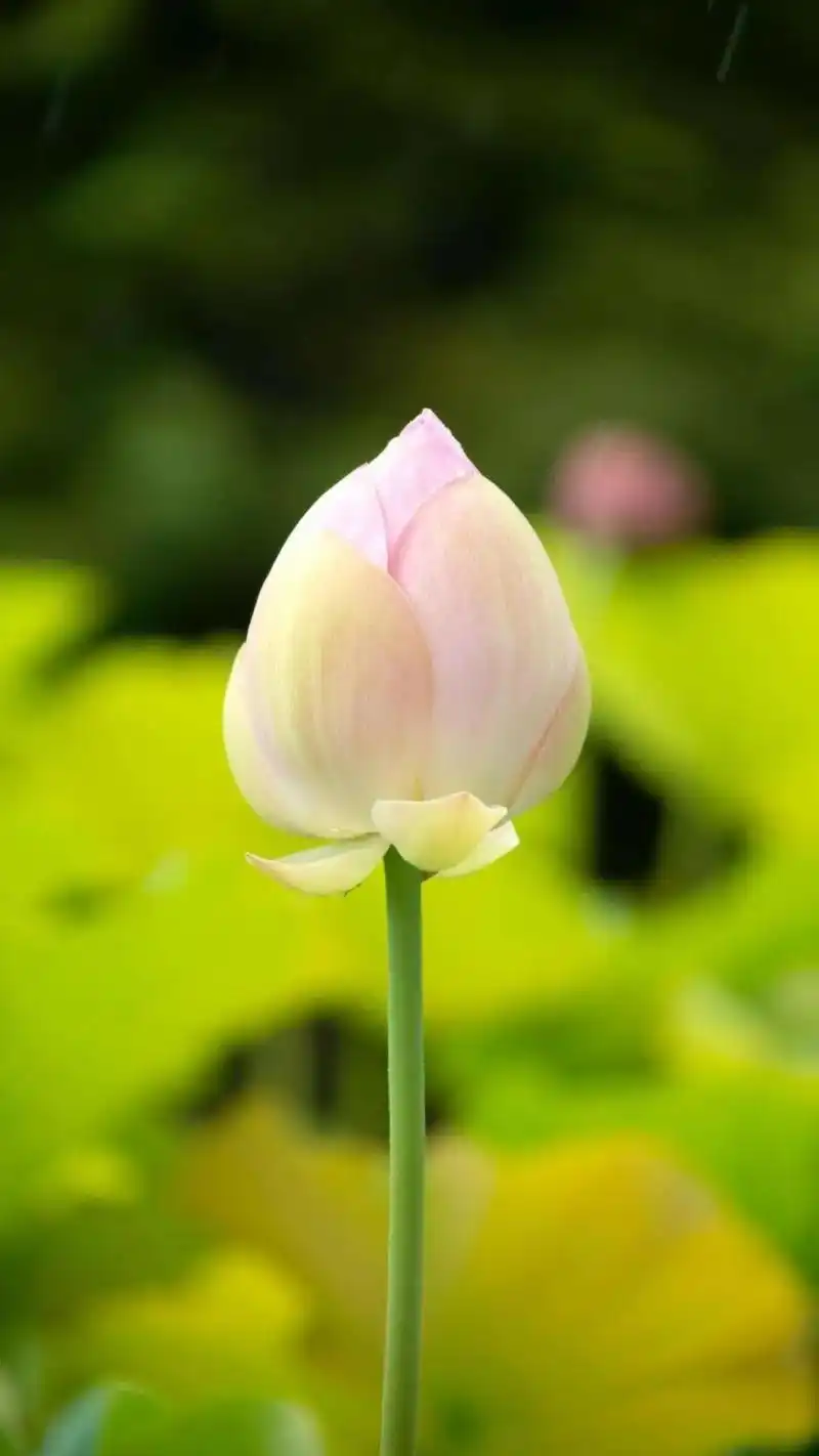 治愈 #荷花 #壁纸 人心本无尘,心静自然清.岁月看似不语 - 抖音