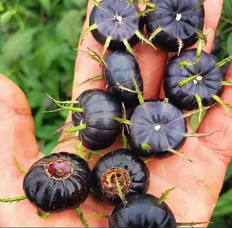 云南稀有水果红果参.红果参,水果中的人参,云南稀有水果,花青 - 抖音