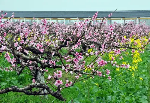 我和春天有个约会——吕巷蟠桃园