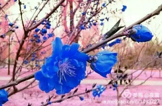 孟黎(莲)|蓝梅花