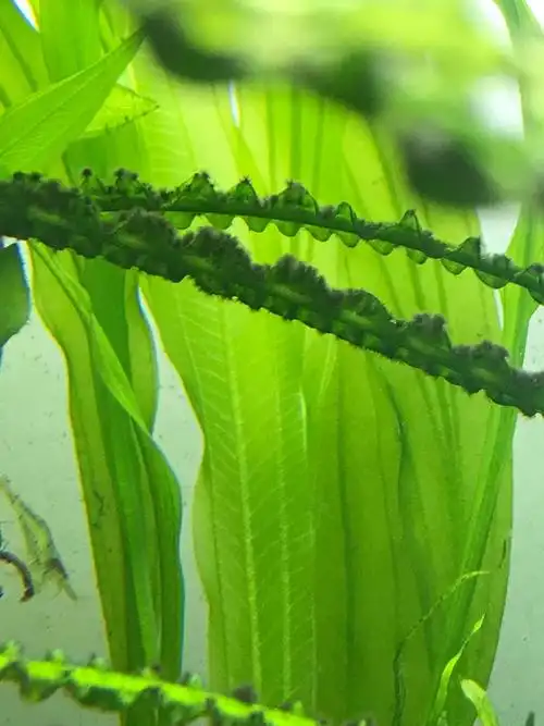 黑毛藻怎么办啊