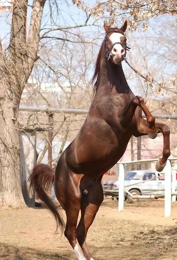 回顾世界上名贵的前5大名马汗血马居然排不进前二第一名价值4亿