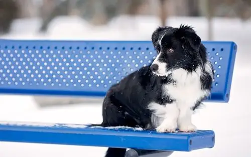 牧羊犬,狗,板凳