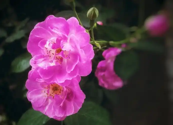 蔷微花,蔷薇的花语:美好的爱情,爱的思念;美德.