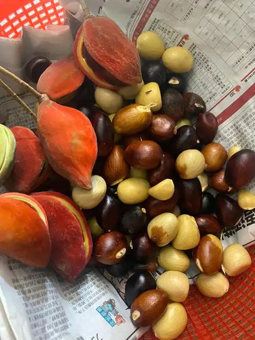 凤眼果 挺好吃97它的功效有:和胃消食,解毒杀虫.提高记忆力.