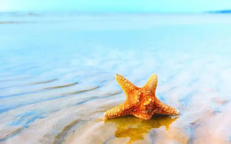 落日余晖下的浪漫美丽沙滩海滩桌面壁纸高清 第一辑高清大图预览1920x