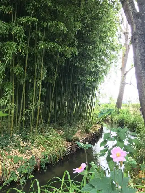 小溪围着小竹林