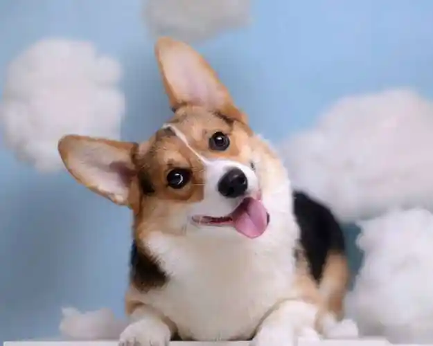 柯基犬可爱呆萌图片桌面壁纸