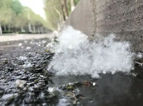 柳絮开始飘散肥城市民出行需防范