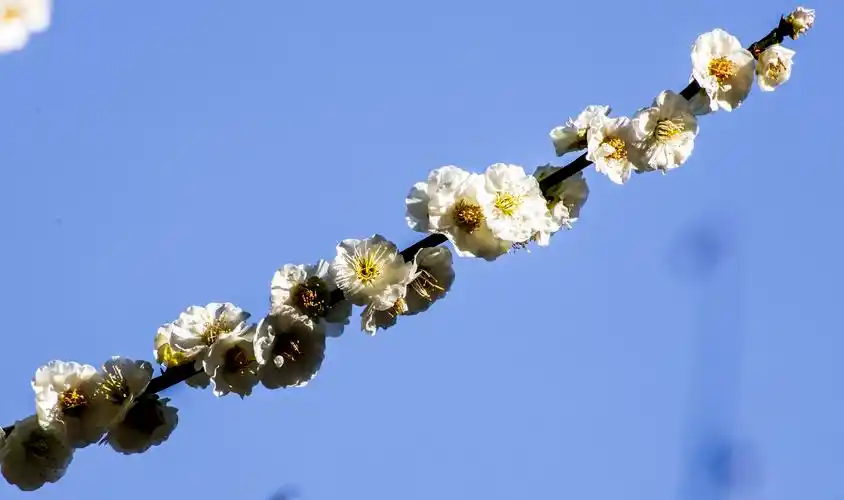 梅花,超凡脱俗的花.