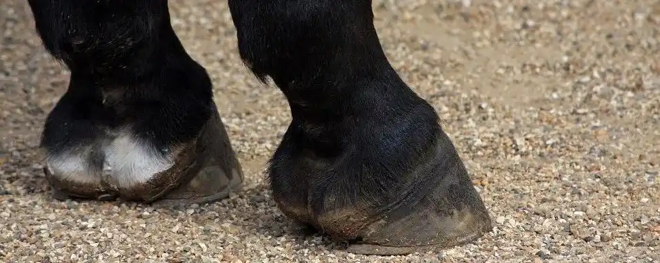 马蹄是马的什么