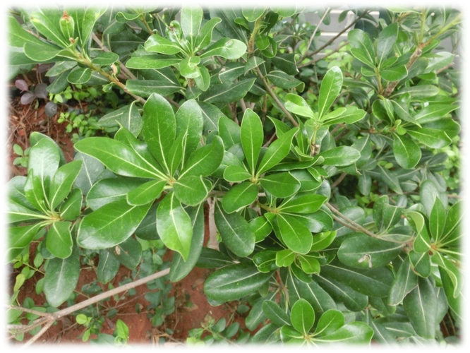 别名:海桐花,山矾,七里香科属:海桐花科 海桐属常绿