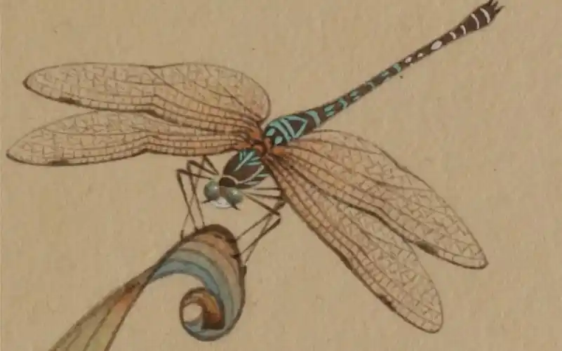 【国画】工笔蜻蜓