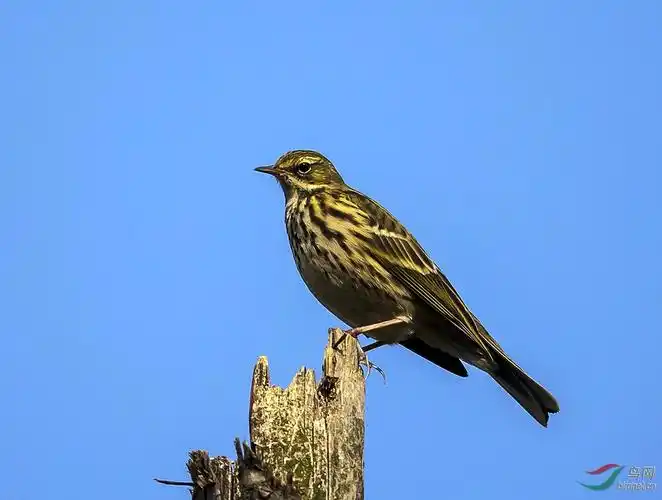 树鹨——背越式倒飞