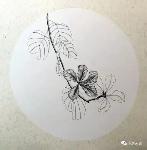针管笔手绘 | 紫荆花_小进