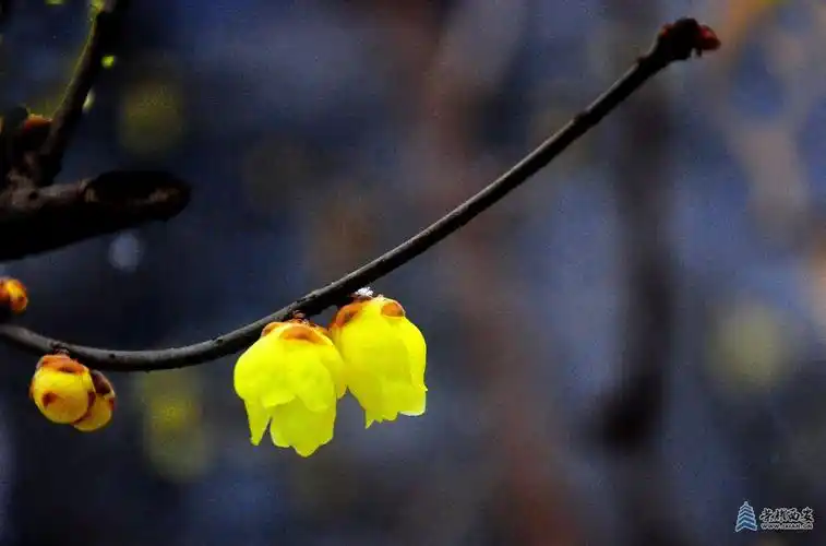 大雪压梅花梅花更娇美