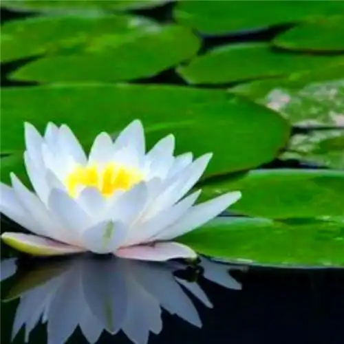 佛系图片头像禅意荷花