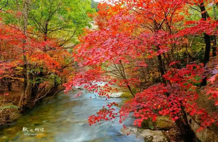 飞越两千公里只为那一山枫叶红