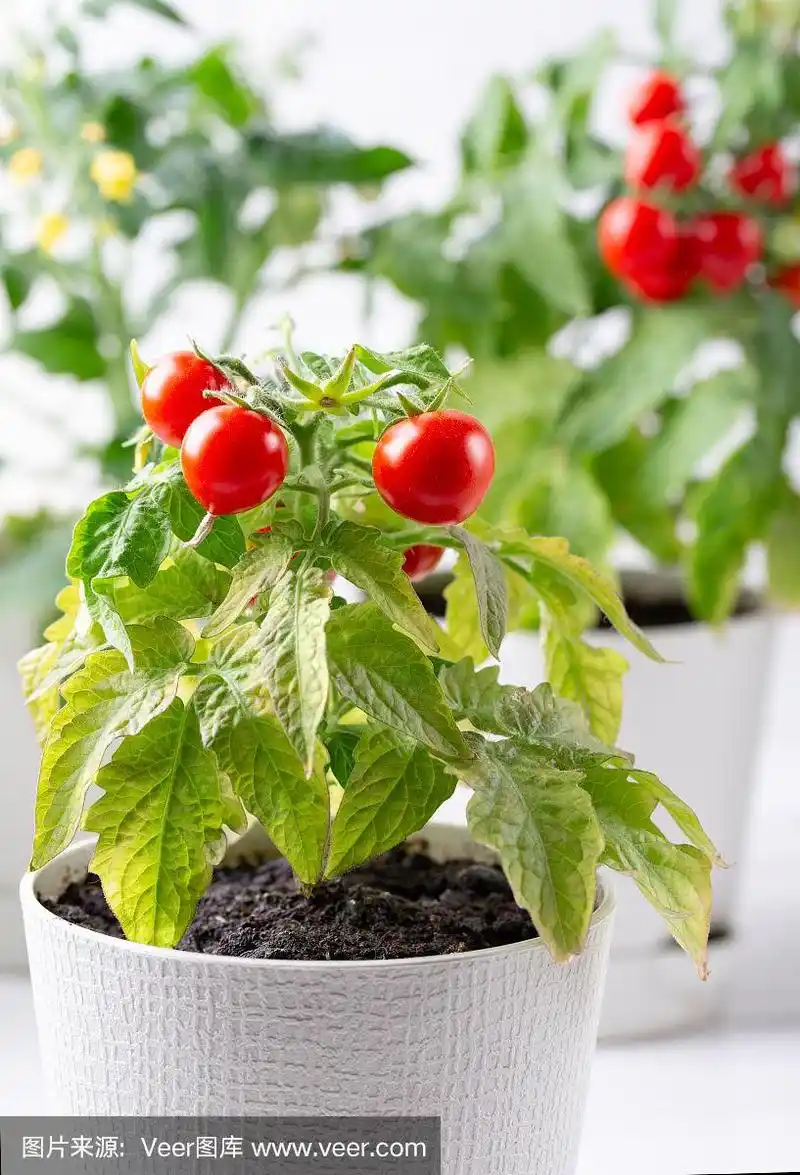 家庭栽培的盆栽西红柿在白色的背景上.园艺的概念.