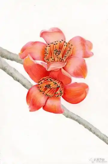 彩铅手绘——木棉花 作者:如是lin