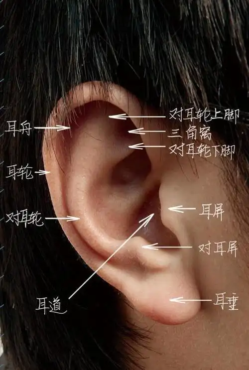 素描精讲之耳部,这些方法技巧一定要知道|耳垂|耳轮|耳廓|耳屏_网易