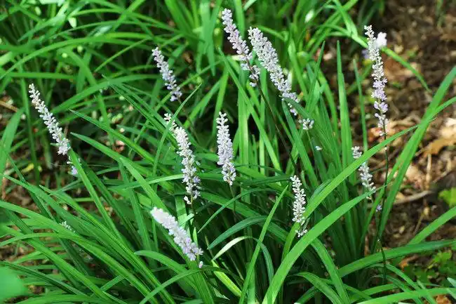 山麦冬liriopespicata草本植物46